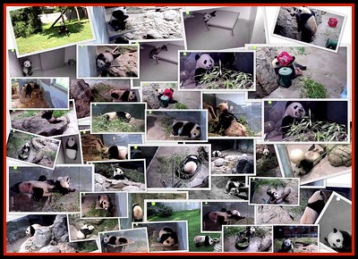 35835135741_c9a4a643a4_w